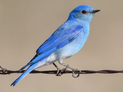 "bluebird" picture