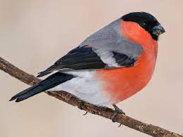 "bullfinch" picture