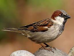 "house sparrow" picture