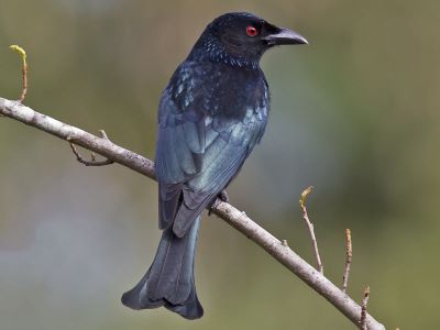 "drongo" picture