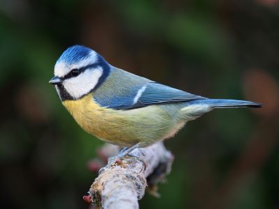 "blue titblue tit" picture