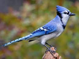 "jay" picture