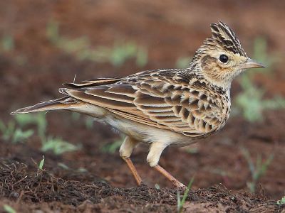 "skylark" picture