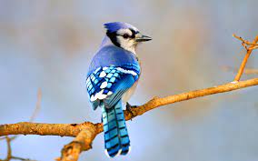"bluejay" picture
