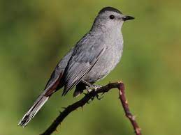 "catbird" picture