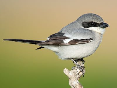 "shrike" picture