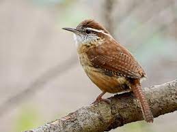 "wren" picture