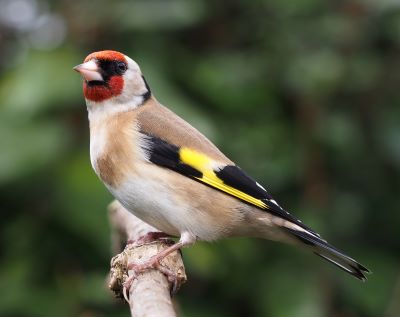"goldfinch" picture