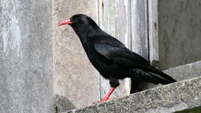 "chough" picture