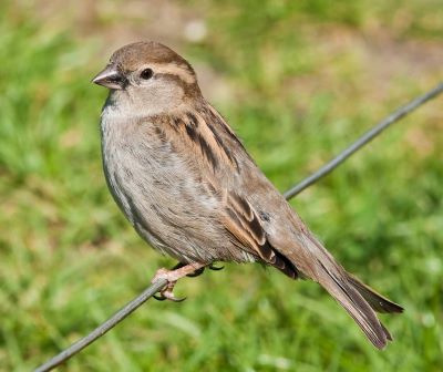 "sparrow" picture