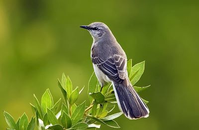 "mockingbird" picture