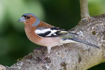 "chaffinch" picture