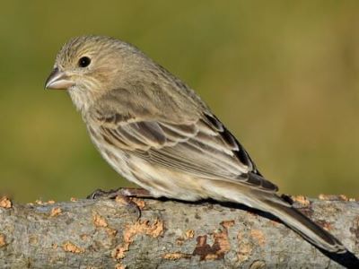 "finch" picture