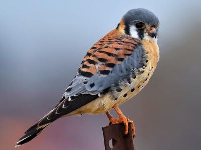 "kestrel" picture