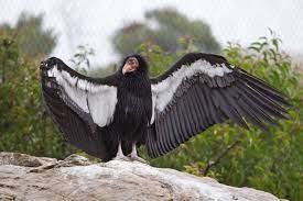 "condorcondor" picture