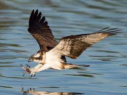 "ospreyosprey" picture