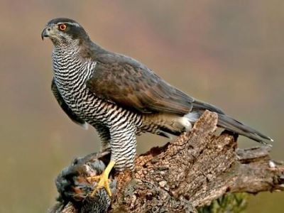 "goshawk" picture