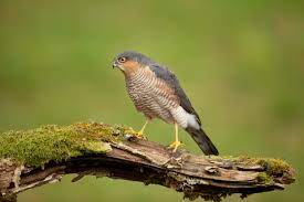 "sparrowhawk" picture