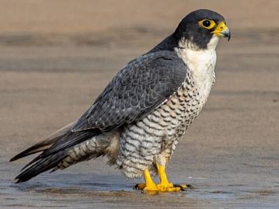 "peregrine" picture