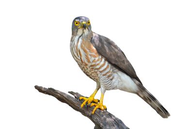 "accipiter" picture