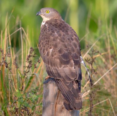 "honey buzzard" picture