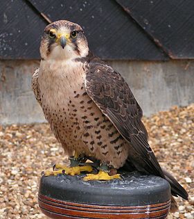 "lanner" picture
