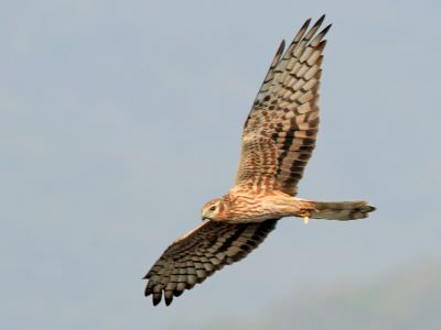 "montagu's harrier" picture