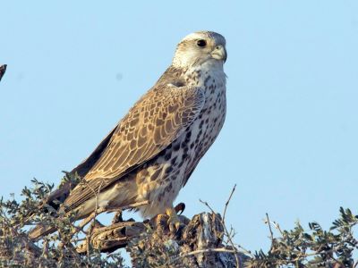 "saker" picture