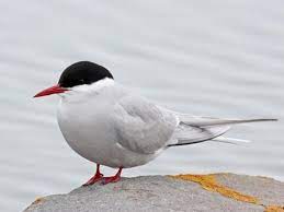 "Arctic tern" picture