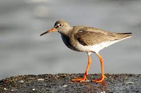 "redshank" picture