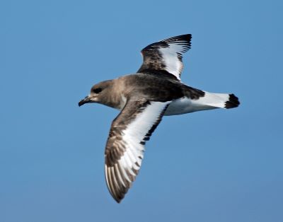"petrel" picture