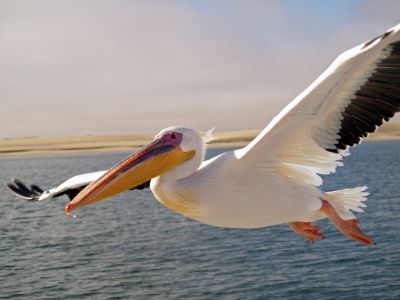 "pelican" picture