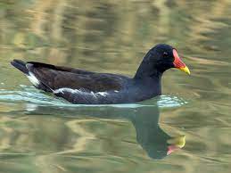 "moorhen" picture