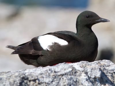"guillemot" picture