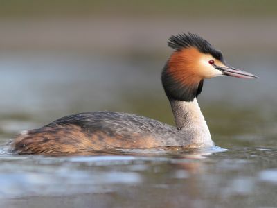 "grebe" picture