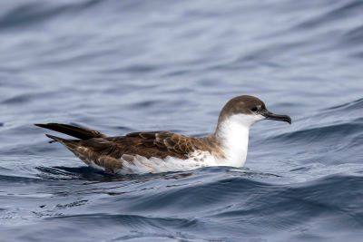"shearwater" picture