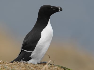 "razorbill" picture