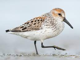 "sandpiper" picture
