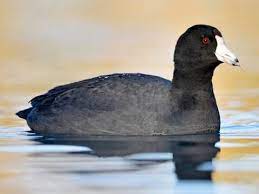 "coot" picture