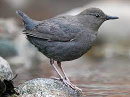 "dipper" picture
