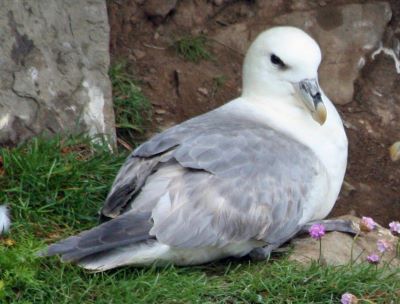 "fulmar" picture