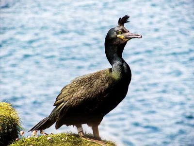 "shag" picture