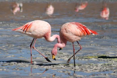 "flamingo" picture