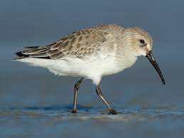 "dunlin" picture
