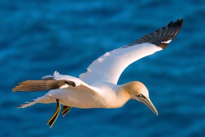 "gannet" picture