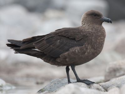 "skua" picture