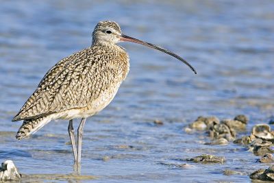 "curlew" picture