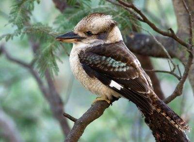 "kookaburra" picture