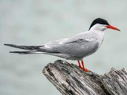 "tern" picture