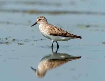 "wader" picture